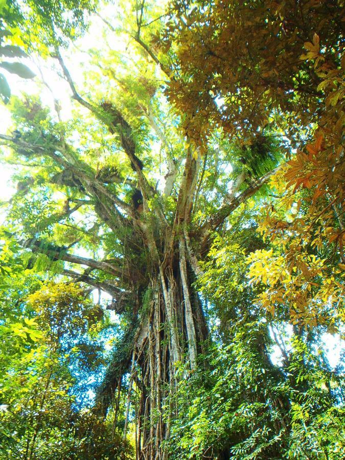 On The Wallaby Eco Lodge Yungaburra Kültér fotó